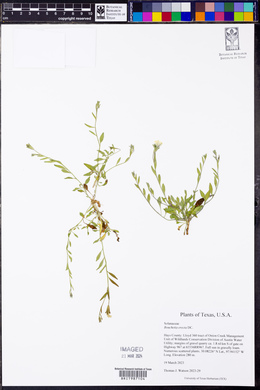 Bouchetia erecta image
