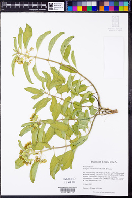 Asclepias oenotheroides image