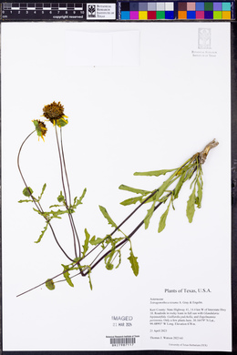 Tetragonotheca texana image