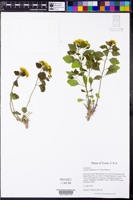 Perityle lindheimeri image