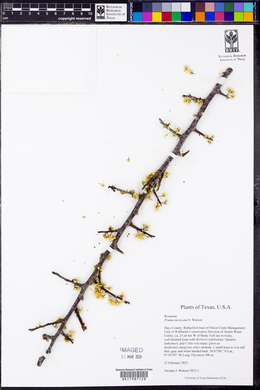 Prunus mexicana image