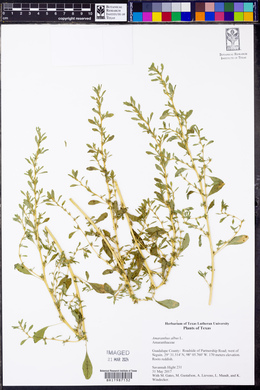 Amaranthus albus image