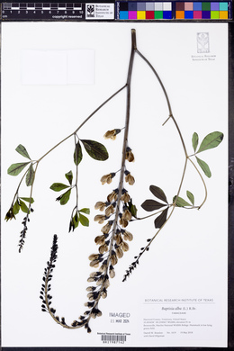 Baptisia alba image