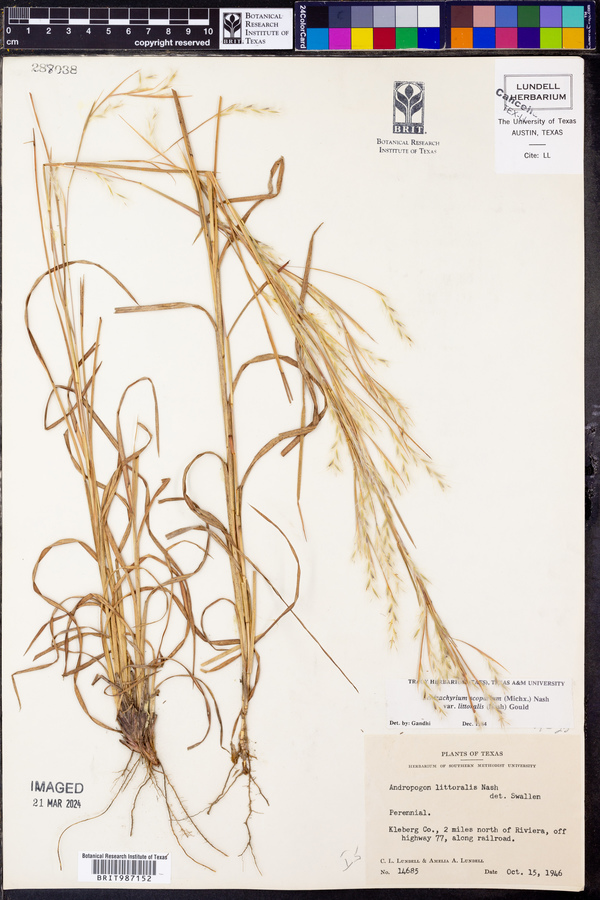 Schizachyrium littorale image