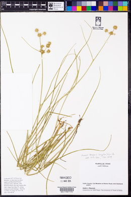 Juncus texanus image