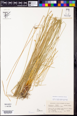 Eleocharis rostellata image