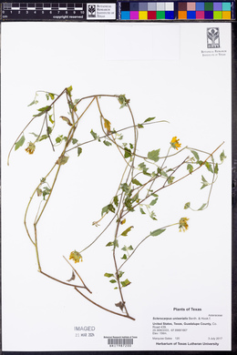 Sclerocarpus uniserialis image