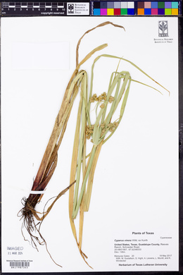 Cyperus virens image