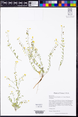 Physaria recurvata image