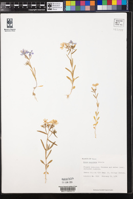 Phlox cuspidata image