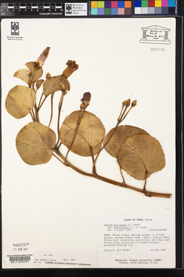 Ipomoea pes-caprae subsp. brasiliensis image