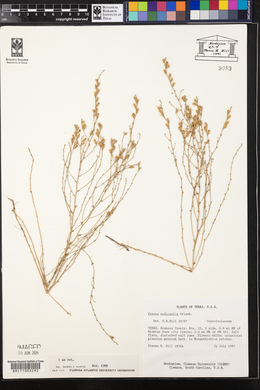 Cressa nudicaulis image
