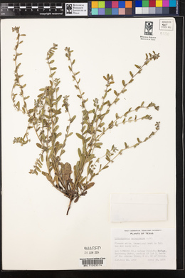 Lithospermum matamorense image