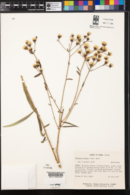 Vernonia texana image