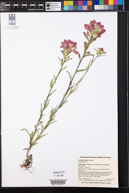 Castilleja indivisa image