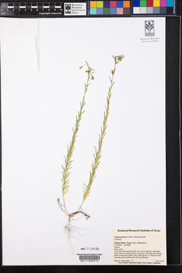 Linum pratense image