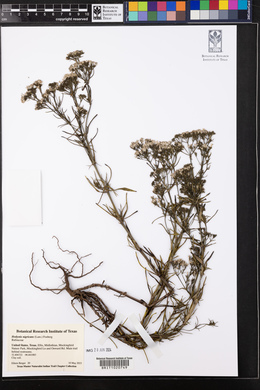 Stenaria nigricans var. nigricans image