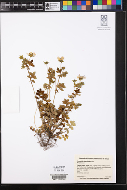 Nemophila phacelioides image