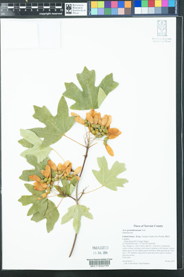 Acer grandidentatum image