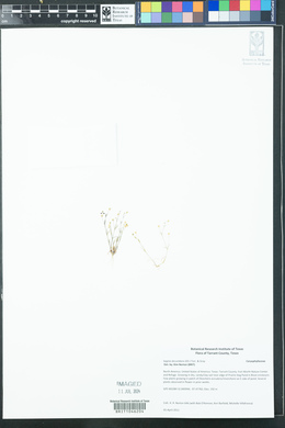 Sagina decumbens image