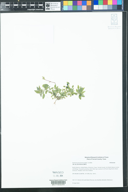 Parietaria pensylvanica image