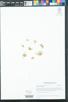 Lysimachia minima image