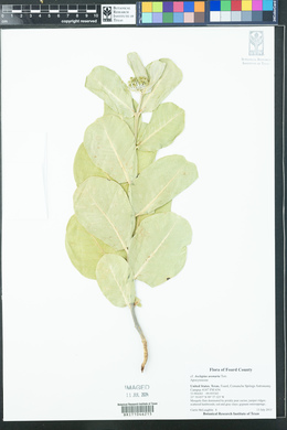 Asclepias arenaria image