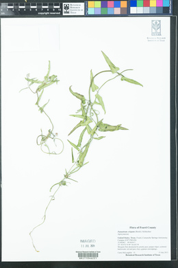 Funastrum crispum image