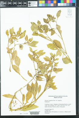 Physalis longifolia var. longifolia image