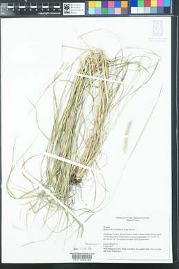 Bothriochloa barbinodis image