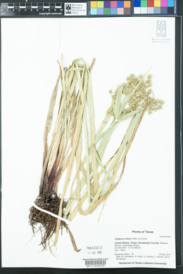 Cyperus virens image