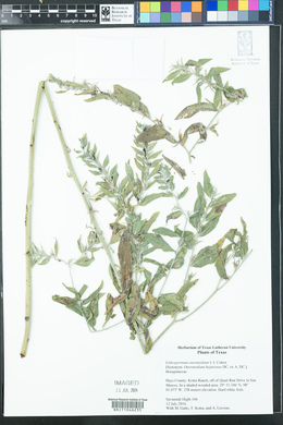 Lithospermum onosmodium image