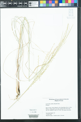 Disakisperma dubium image