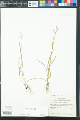 Luzula bulbosa image