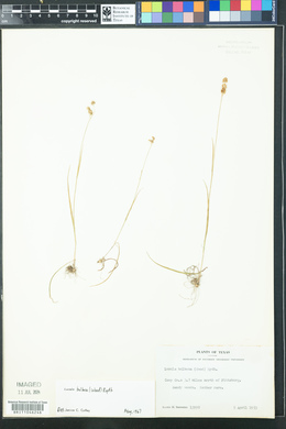 Luzula bulbosa image