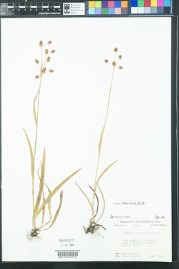 Luzula bulbosa image