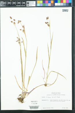 Luzula bulbosa image