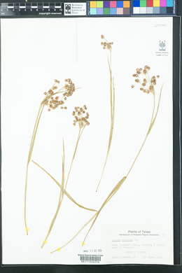 Luzula bulbosa image