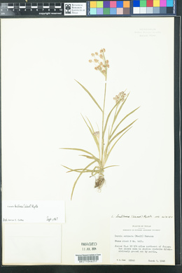 Luzula bulbosa image