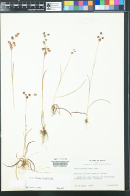 Luzula bulbosa image