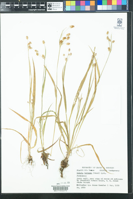 Luzula bulbosa image