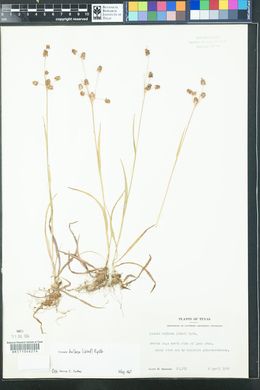 Luzula bulbosa image