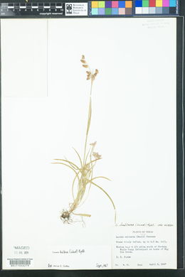 Luzula bulbosa image