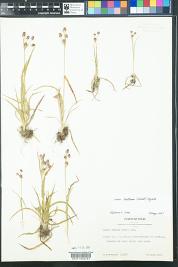 Luzula bulbosa image