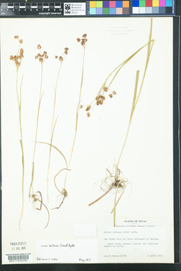 Luzula bulbosa image