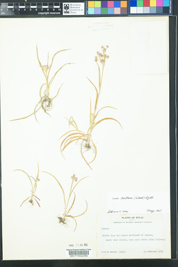 Luzula bulbosa image