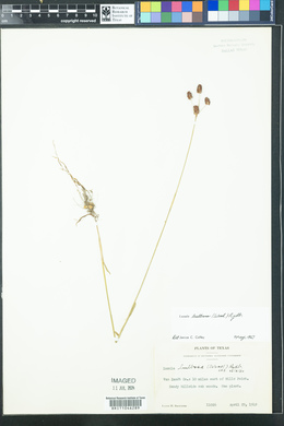 Luzula bulbosa image