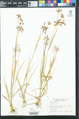 Luzula bulbosa image