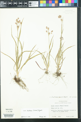 Luzula bulbosa image