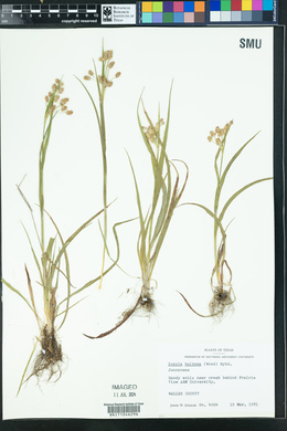 Luzula bulbosa image